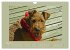 Kelly, der Irish Terrier - innen und... - Bild 11