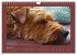 Kelly, der Irish Terrier - innen und... - Bild 12