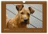 Kelly, der Irish Terrier - innen und... - Bild 14