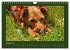 Kelly, der Irish Terrier - innen und... - Bild 3