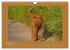 Kelly, der Irish Terrier - innen und... - Bild 8