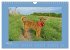 Kelly, der Irish Terrier - innen und... - Bild 9