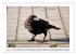 Rabenhafte Augenblicke (Wandkalender... - Bild 12