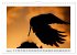Rabenhafte Augenblicke (Wandkalender... - Bild 14