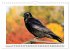 Rabenhafte Augenblicke (Wandkalender... - Bild 4