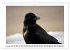 Rabenhafte Augenblicke (Wandkalender... - Bild 5