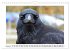 Rabenhafte Augenblicke (Wandkalender... - Bild 7