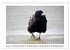 Rabenhafte Augenblicke (Wandkalender... - Bild 8