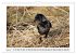 Rabenhafte Augenblicke (Wandkalender... - Bild 9