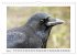 Rabenhafte Augenblicke (Wandkalender... - Bild 10