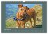 Kelly, der Irish Terrier - innen und... - Bild 15