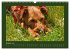 Kelly, der Irish Terrier - innen und... - Bild 3