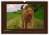 Kelly, der Irish Terrier - innen und... - Bild 4