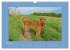 Kelly, der Irish Terrier - innen und... - Bild 9