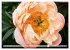 PFINGSTROSEN Rosen ohne Dornen... - Bild 2