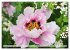 PFINGSTROSEN Rosen ohne Dornen... - Bild 11