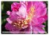 PFINGSTROSEN Rosen ohne Dornen... - Bild 12