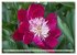 PFINGSTROSEN Rosen ohne Dornen... - Bild 13
