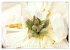 PFINGSTROSEN Rosen ohne Dornen... - Bild 3