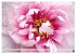 PFINGSTROSEN Rosen ohne Dornen... - Bild 4