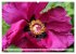 PFINGSTROSEN Rosen ohne Dornen... - Bild 6