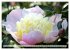 PFINGSTROSEN Rosen ohne Dornen... - Bild 7