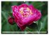 PFINGSTROSEN Rosen ohne Dornen... - Bild 8