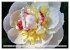 PFINGSTROSEN Rosen ohne Dornen... - Bild 9