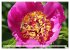 PFINGSTROSEN Rosen ohne Dornen... - Bild 10