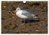 Amrum Insel am Wattenmeer (Wandkalender... - Bild 9