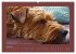 Kelly, der Irish Terrier - innen und... - Bild 12