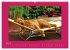 Kelly, der Irish Terrier - innen und... - Bild 13