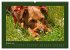 Kelly, der Irish Terrier - innen und... - Bild 3