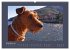Kelly, der Irish Terrier - innen und... - Bild 5