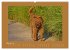 Kelly, der Irish Terrier - innen und... - Bild 8