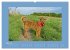 Kelly, der Irish Terrier - innen und... - Bild 9