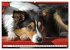 Traumhund Border Collie (hochwertiger... - Bild 11