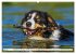 Traumhund Border Collie (hochwertiger... - Bild 12