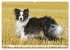 Traumhund Border Collie (hochwertiger... - Bild 13