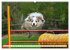 Traumhund Border Collie (hochwertiger... - Bild 14