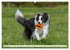 Traumhund Border Collie (hochwertiger... - Bild 3