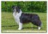 Traumhund Border Collie (hochwertiger... - Bild 7