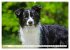 Traumhund Border Collie (hochwertiger... - Bild 9