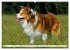 Traumhund Border Collie (hochwertiger... - Bild 10