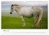Islandpferde take it Isi (Wandkalender... - Bild 3