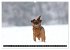 Zwerggriffons 2026 (hochwertiger... - Bild 4