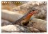 Reptilien auf Madagaskar (Tischkalender... - Bild 15