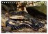 Reptilien auf Madagaskar (Tischkalender... - Bild 4