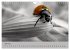 Glückskäfer (Wandkalender 2026 DIN A4... - Bild 12