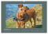 Kelly, der Irish Terrier - innen und... - Bild 14